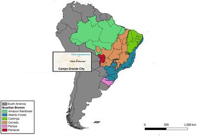 Characterization of the bacterial microbiome of non-hematophagous bats and associated ectoparasites from Brazil